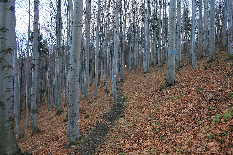 Gora Zar 014
